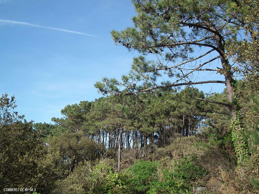 foret de suzac