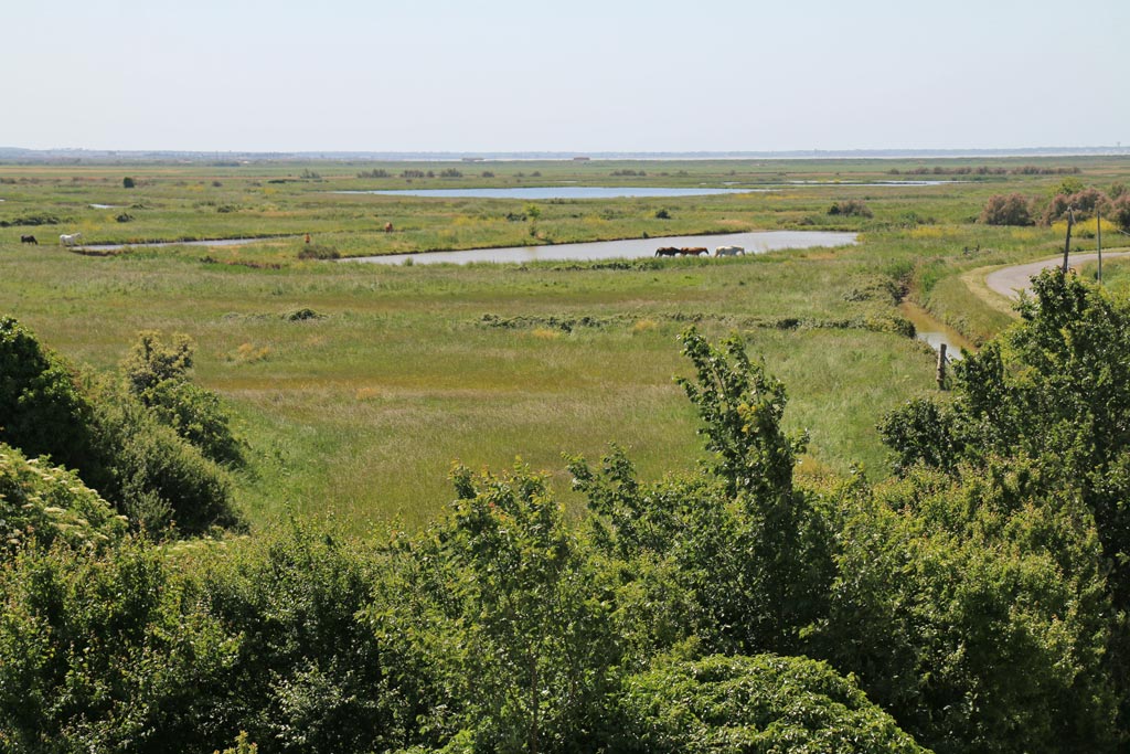 Les marais autour de la ville, un environnement préservé