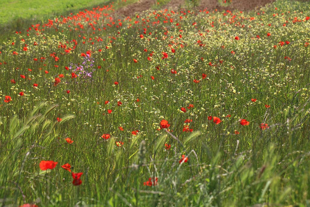La nature environnante
