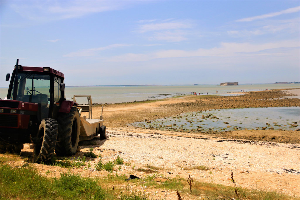 Oyster farming in Fouras