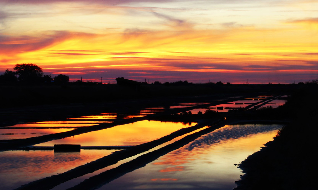 Salt marshes of the Île de Ré