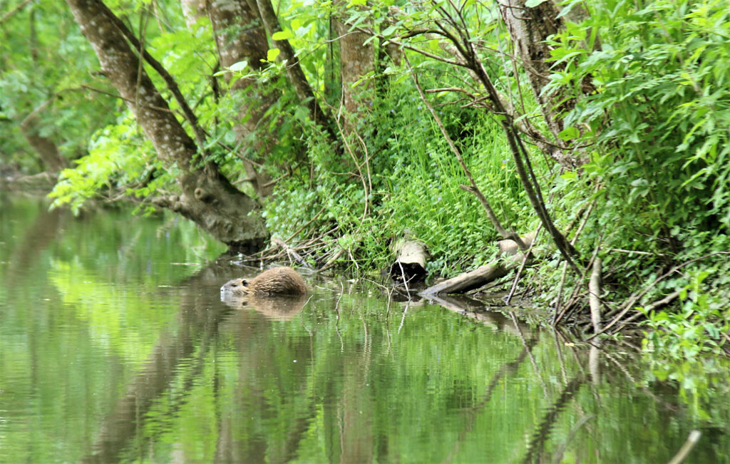 Balade en canoë