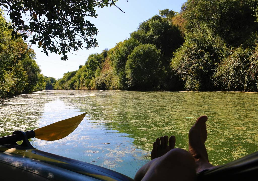 Les lentilles d'eau sur le canal de Rompsay