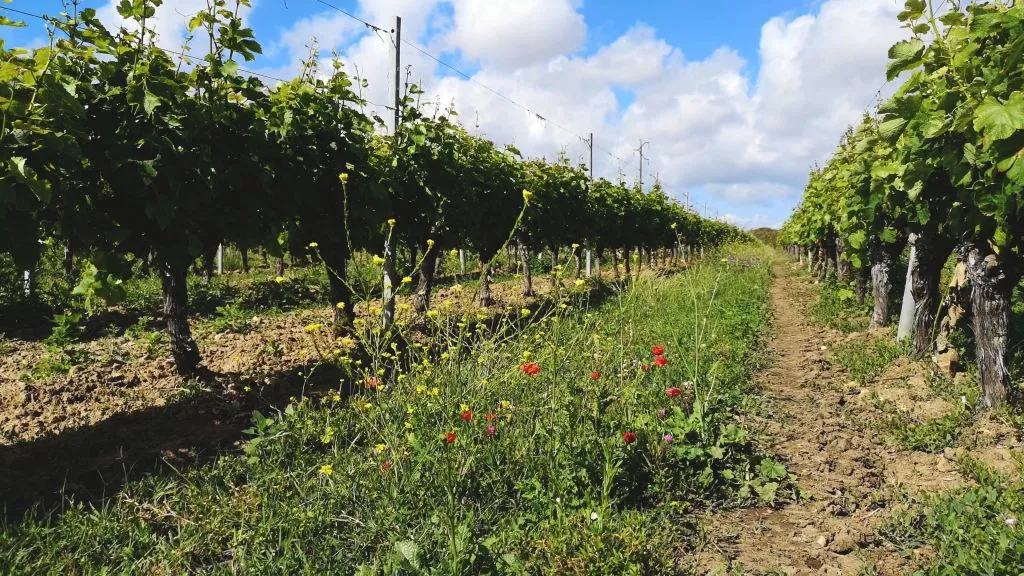 Vegetable Cover Visit Vincent Oleron Vineyard