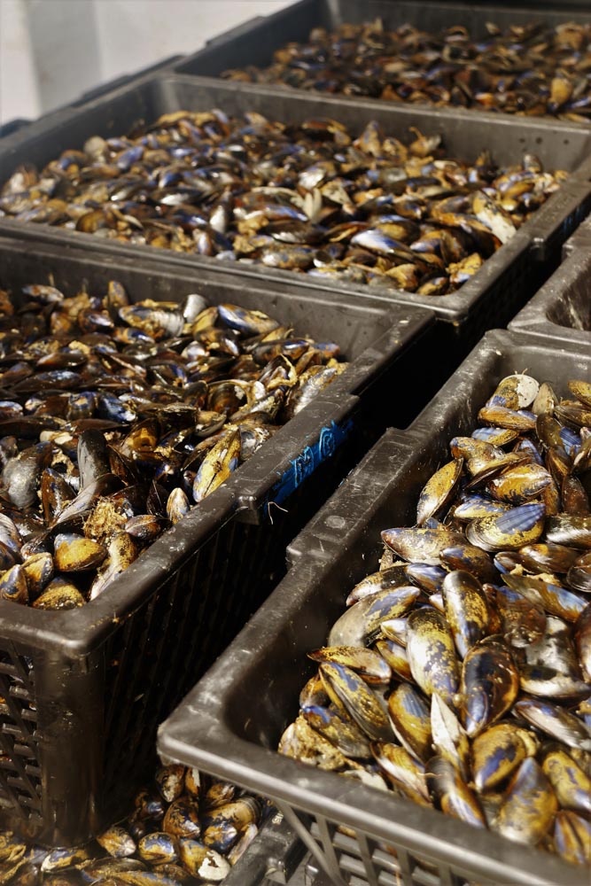 Mussels