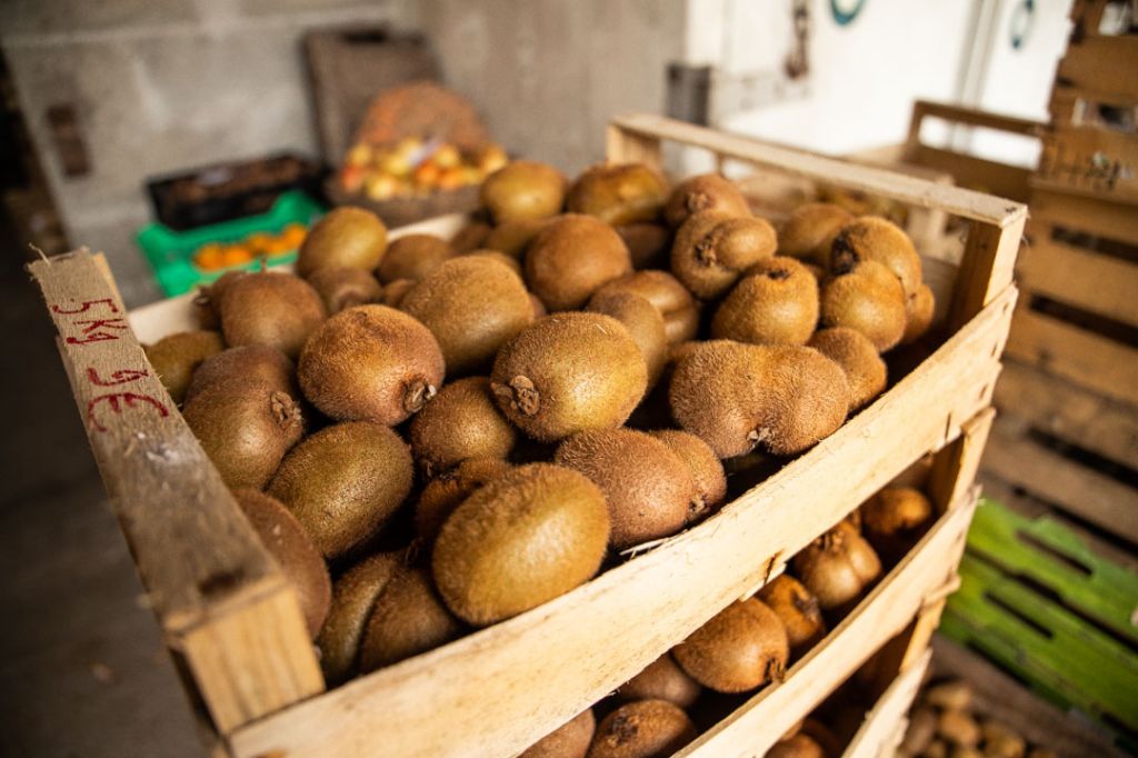 Récolte de kiwis