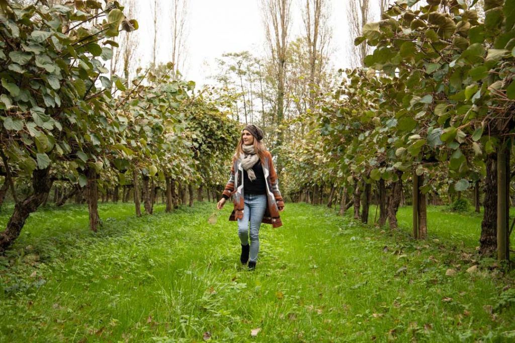Le verger d’Actinidia de Patrice après la récolte
