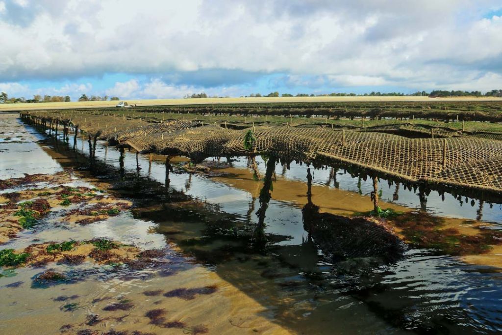 Parcs à Huîtres Charente Maritime
