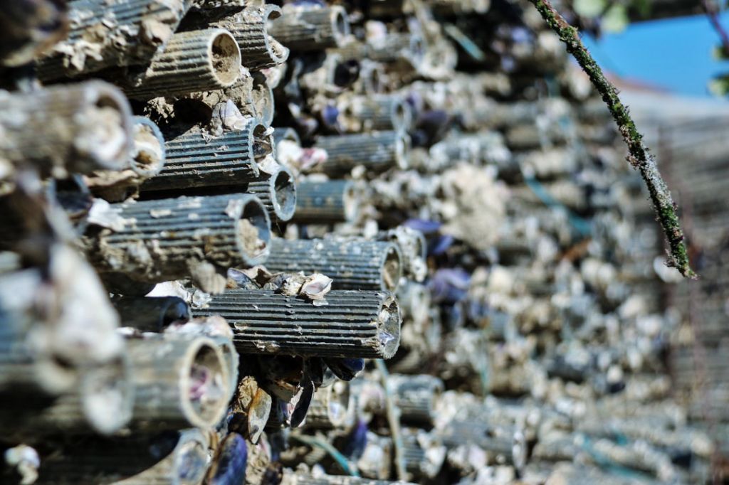 Parcs à Huîtres Charente Maritime
