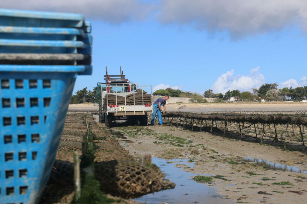 Oyster Parks