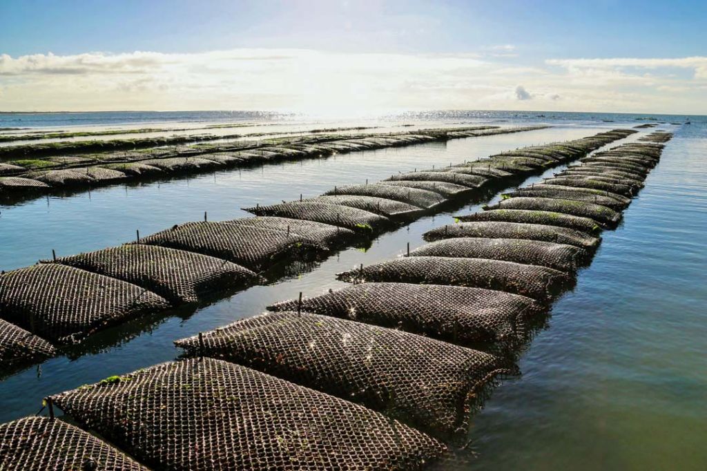 Parcs à Huîtres Charente Maritime