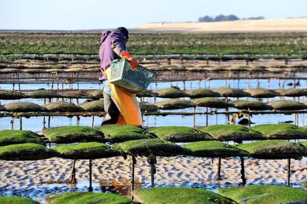 Charente Maritime Oyster Parks