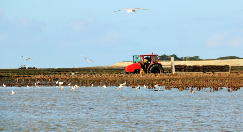 Parcs à Huîtres Charente Maritime