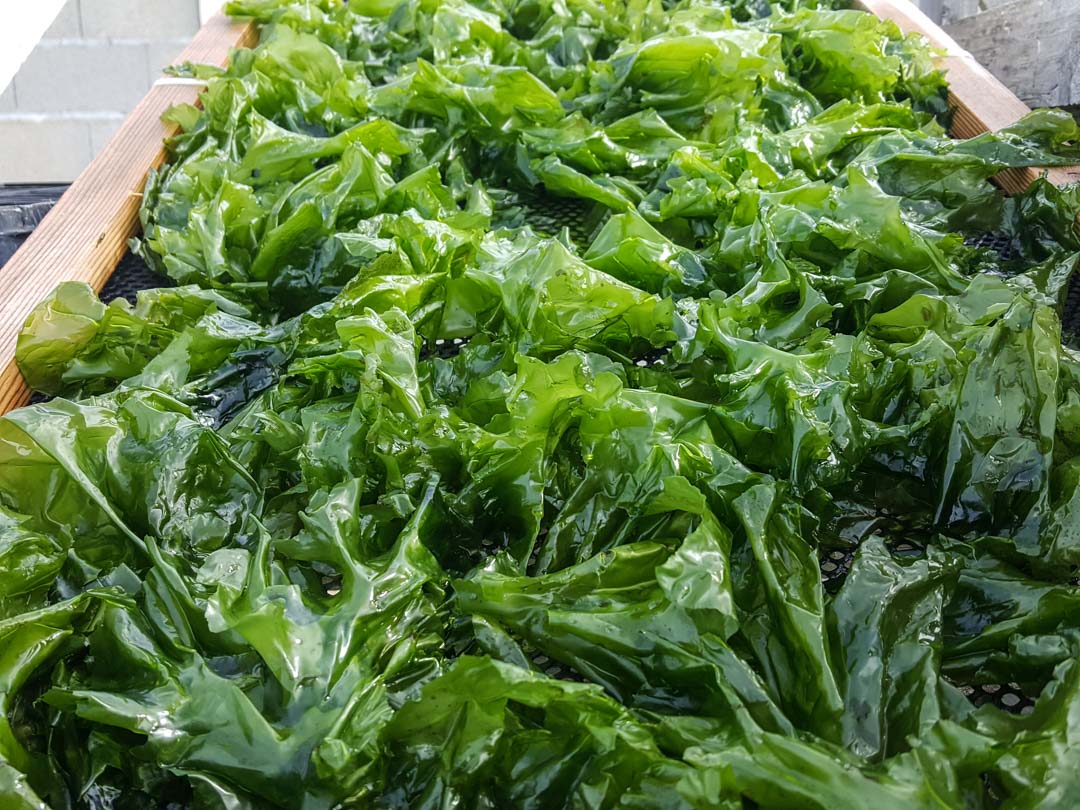 Algae from Charente Maritime