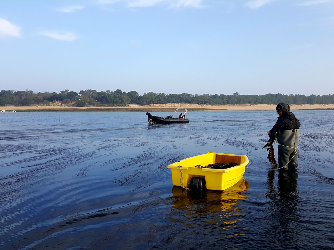 Algae from Charente Maritime