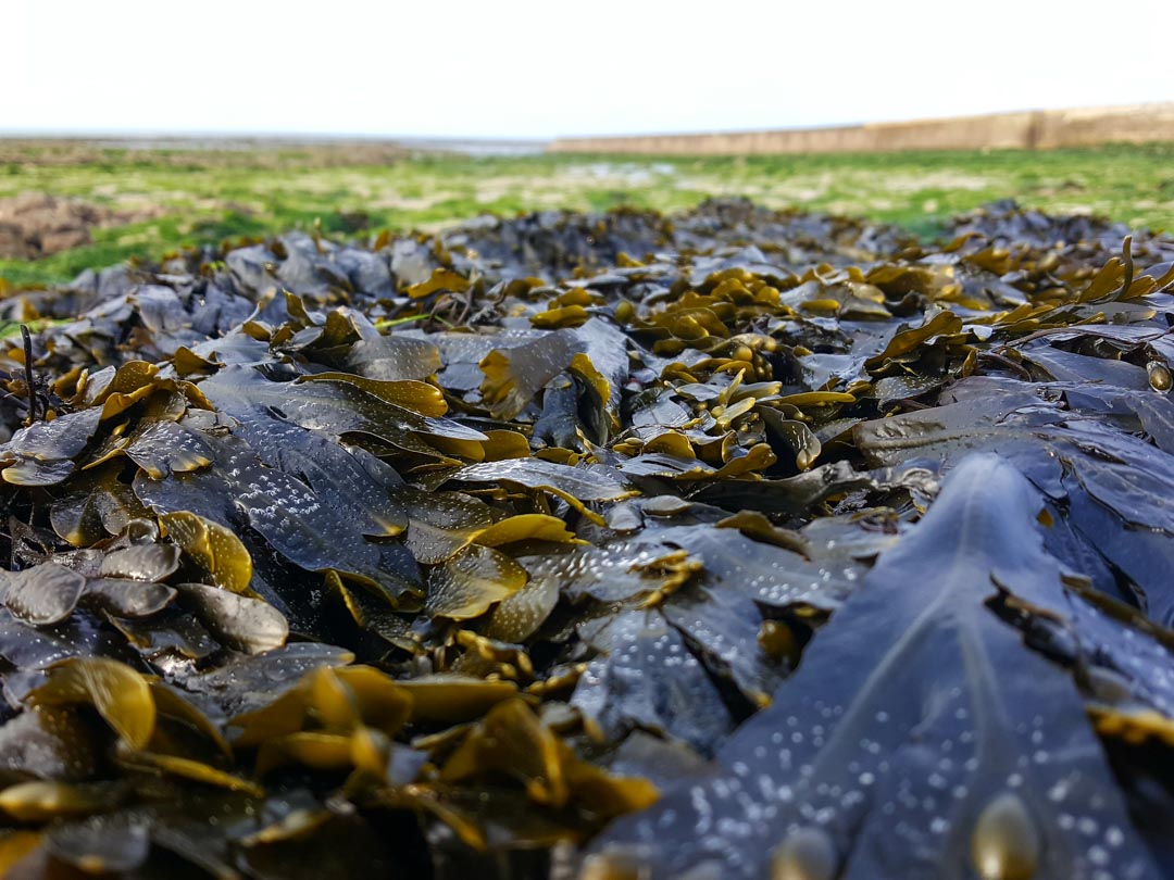 Algae from Charente Maritime