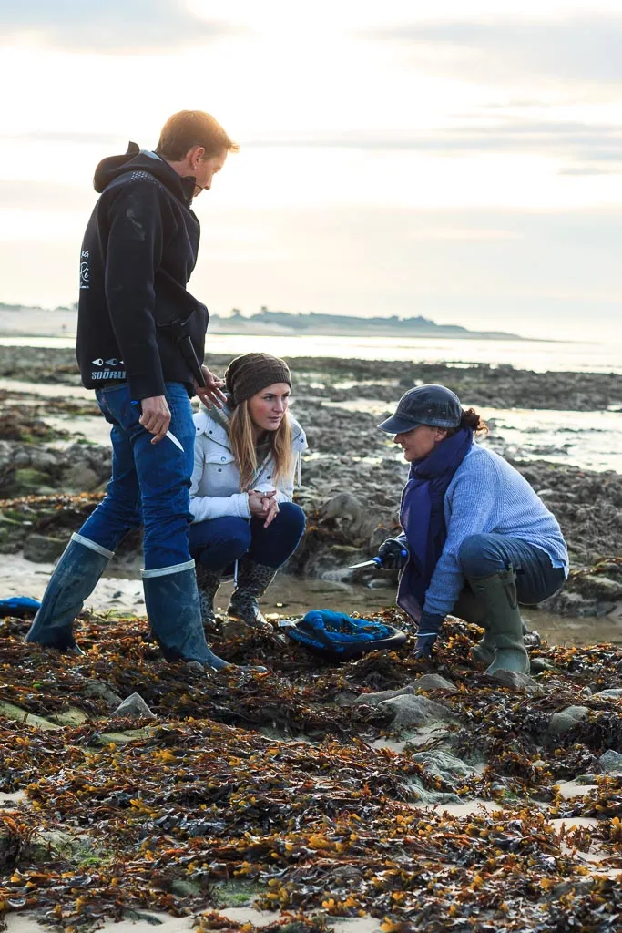 Algae from Charente Maritime