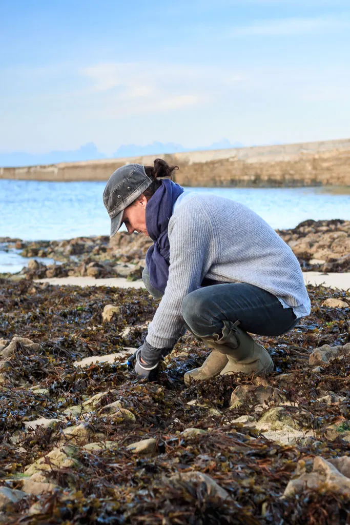 Algae from Charente Maritime