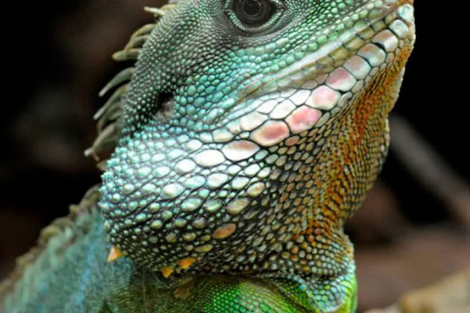 Rendez-vous au Parc Planet Exotica