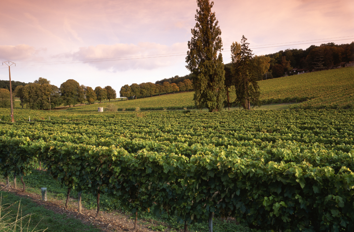 vignoble charente maritime