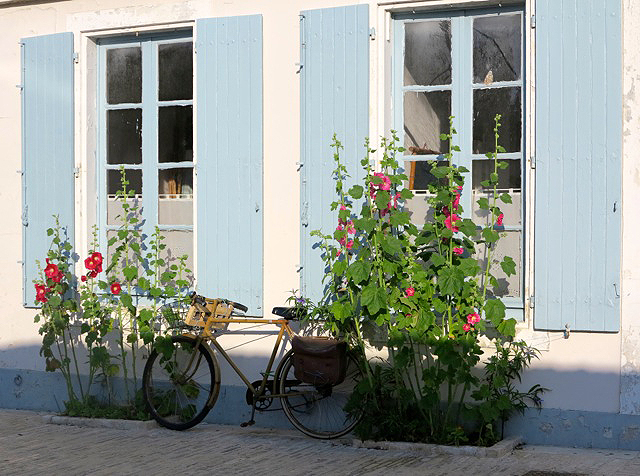 flowers island of re